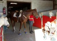 Les poneys et chevaux partent en vacances ...